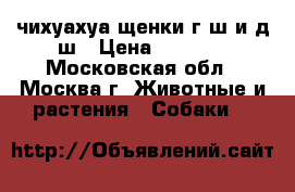 чихуахуа щенки г/ш и д/ш › Цена ­ 8 000 - Московская обл., Москва г. Животные и растения » Собаки   
